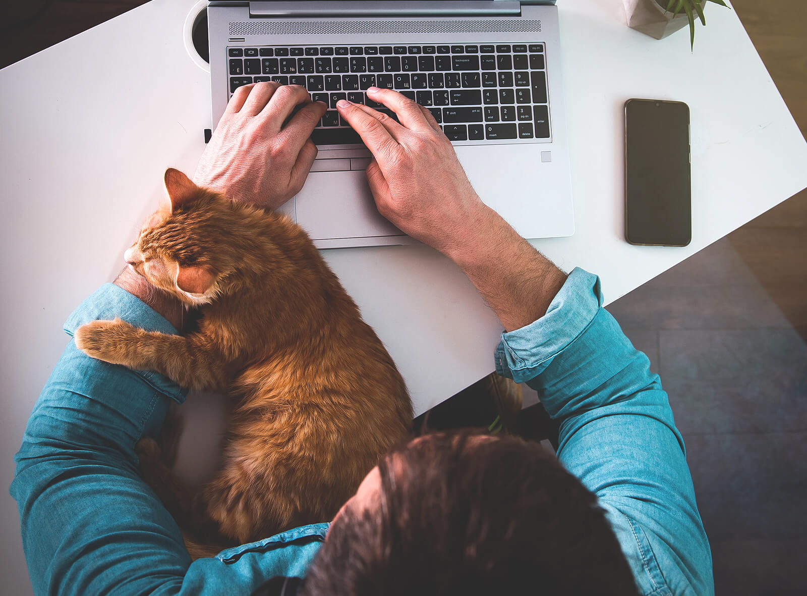 A top down view of a person typing on a laptop with their cat resting on their arm. This could represent the comfort and convienence of online therapy in Seattle, WA. Learn more about online therapy in Washington by contacting an online therpaist in Seattle, WA today for support.
